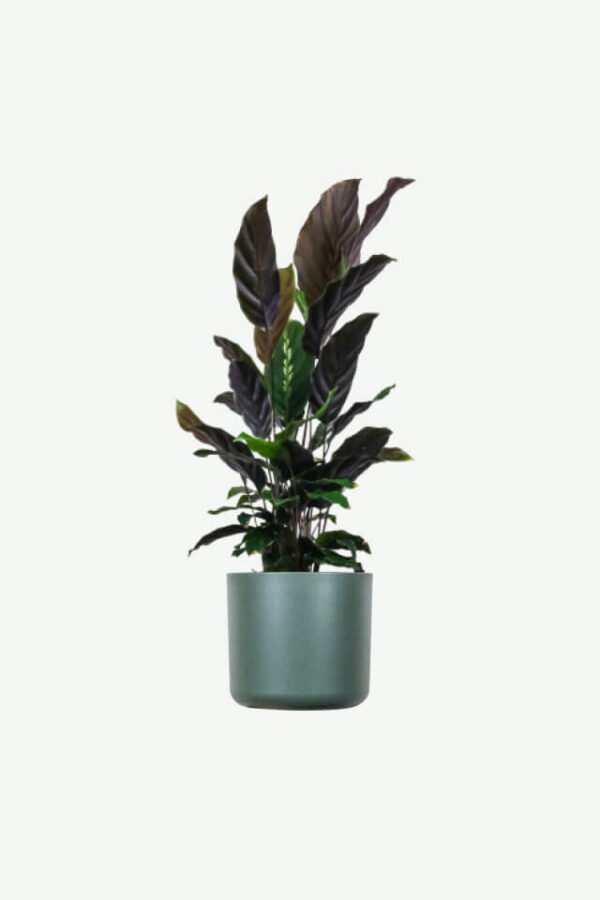 Calathea Rufibarba